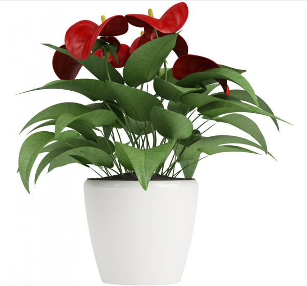 14種“過年花”，一個比一個大氣美麗，喜慶吉祥，超有幸福感