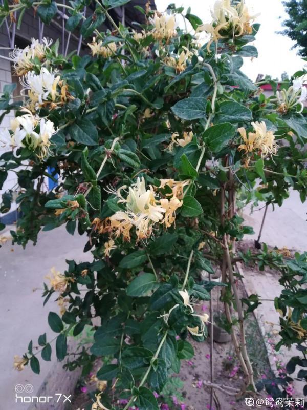 “壽命長”的10種花,寓意好,格調高,老人見了眉開眼笑 “壽命長”的10種花,寓意好,格調高,老人見了眉開眼笑