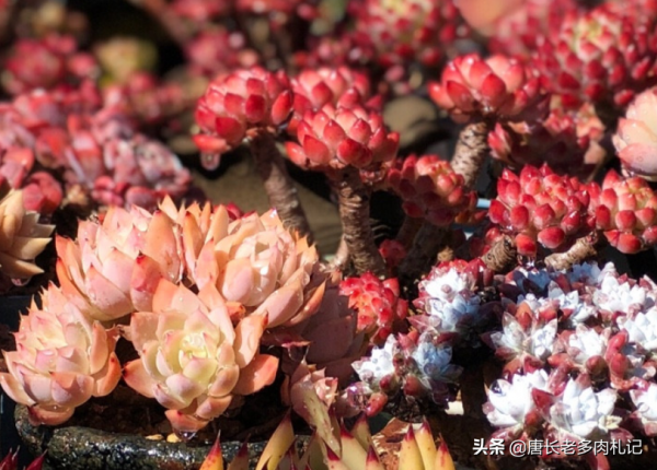據說今年冬天很冷，大家的多肉準備好越冬了嗎？未雨綢繆才安全哦