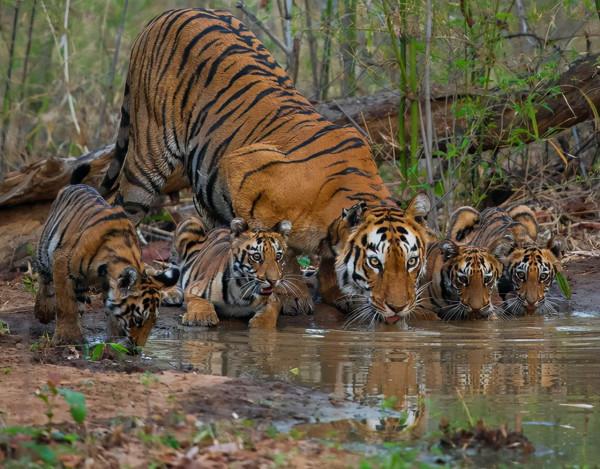 35張照片帶我們領略大自然的狂野
