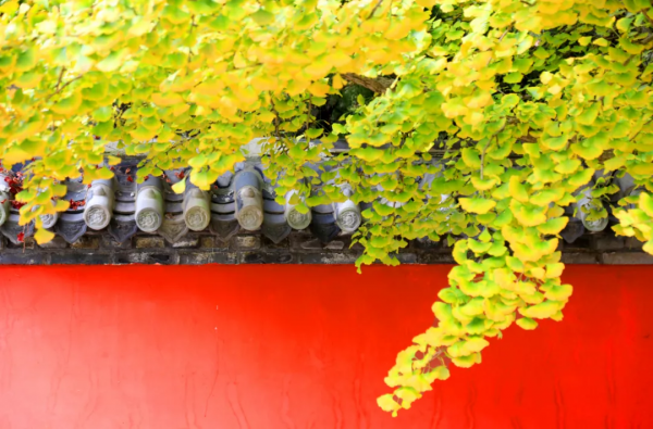 就算為了愛情,也要來赤山看紅葉,源於一個古老的傳說! 就算為了愛情,也要來赤山看紅葉,源於一個古老的傳說!