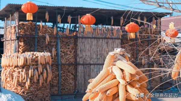從我，一個東北人的角度，講一講東北“貓冬”的那點事兒