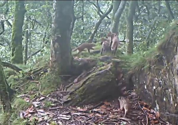 猛獸危險!“石虎”現身廣東,外貌像極家貓,常被人誤當貓咪飼養 猛獸危險!“石虎”現身廣東,外貌像極家貓,常被人誤當貓咪飼養