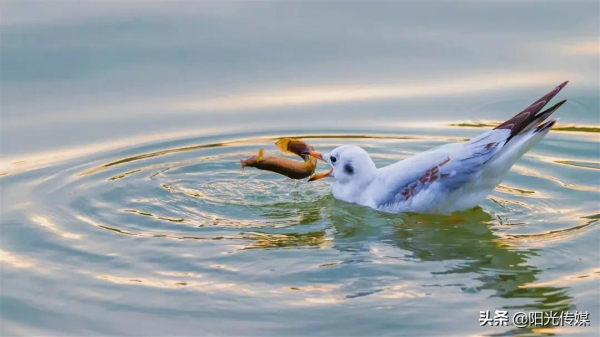 旌湖裡“鷗鴨大戰”搶泥鰍,高畫質美圖來啦! 旌湖裡“鷗鴨大戰”搶泥鰍,高畫質美圖來啦!