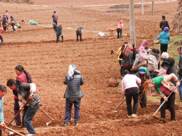 湖北大叔種植魚腥草，開發附加產品讓草價翻十倍，一年銷售千萬元