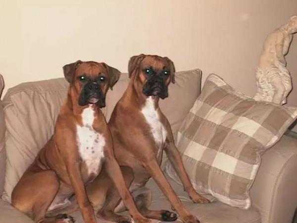 這些汪星人真的不是複製粘貼出來的嗎？太可愛了