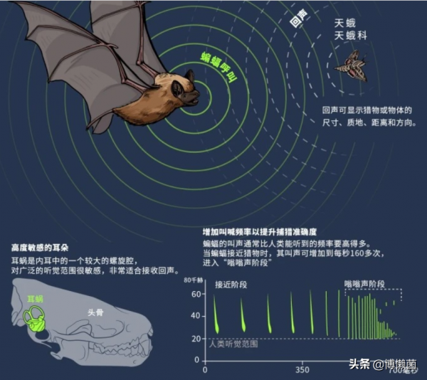 油鴟幼鳥的悲劇:胖子終無逆襲日,被人類活生生來煉油並做成火把 油鴟幼鳥的悲劇:胖子終無逆襲日,被人類活生生來煉油並做成火把