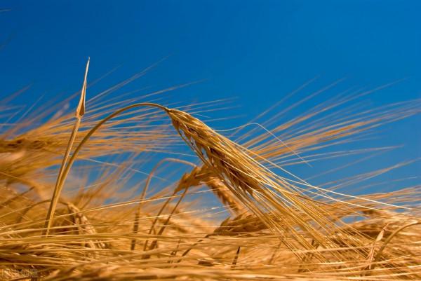 簡約生活，淨化心靈