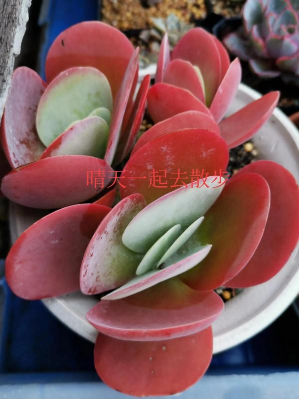 我言秋日勝春朝