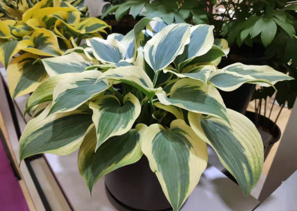 養花要施肥，養觀葉植物要用“長葉肥”，不會施肥可以選擇這幾種