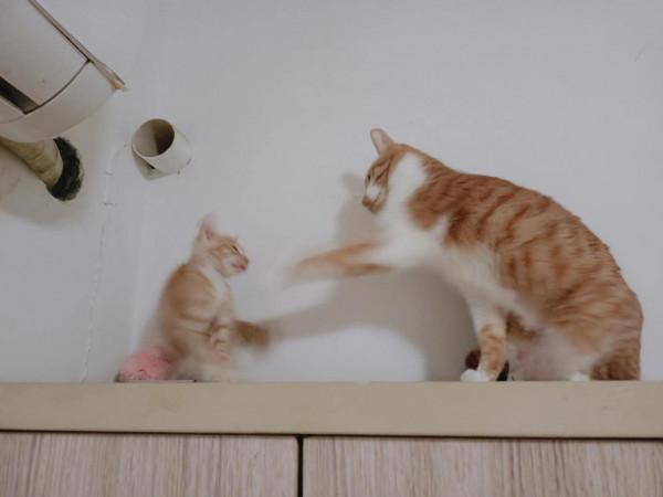 多貓家庭原住民情緒