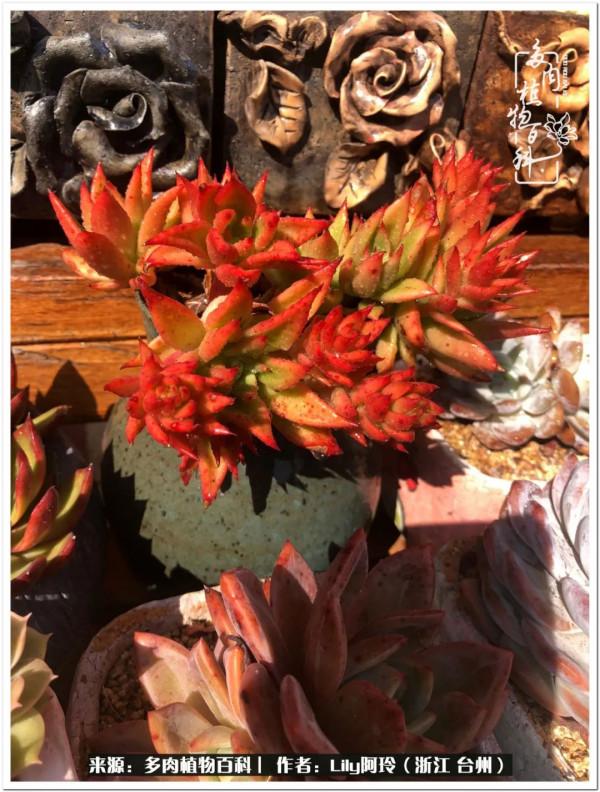 多肉是一個人的狂歡，小城多肉花壇準備出道啦