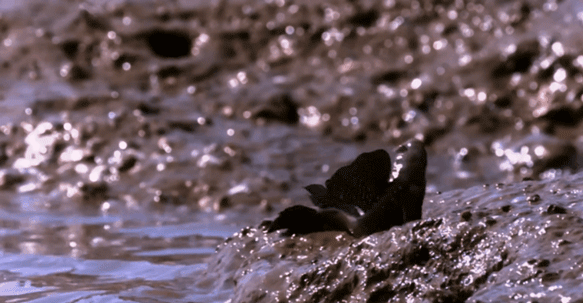 跳跳魚:我為了上岸跳了3億年,卻還是跳進了你們人類的廚房 跳跳魚:我為了上岸跳了3億年,卻還是跳進了你們人類的廚房