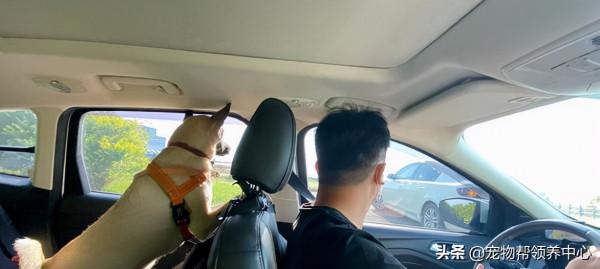 狗狗蹲坐在門口等爸爸4小時，爸爸一回家秒變嚶嚶怪：我好想你