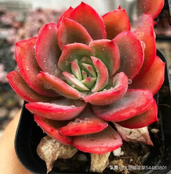 後悔沒早入手的7種普貨多肉，真的是好養容易出狀態，太漂亮了