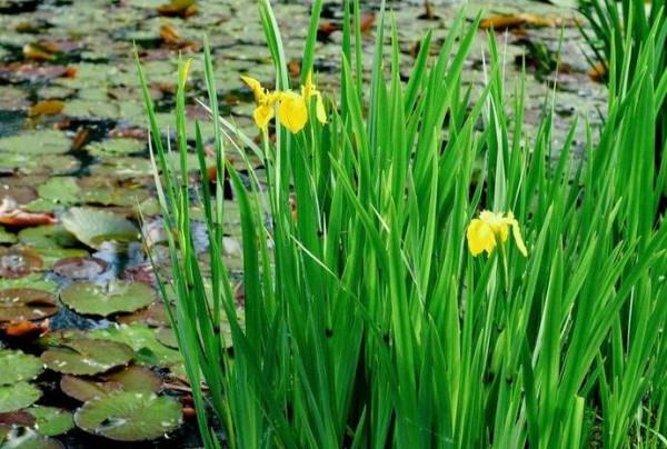 夜尿多，老起夜怎麼辦？4味中藥，補腎縮尿，遠離起夜煩惱