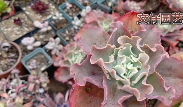 多肉高沙之翁可以這樣繁殖嗎？