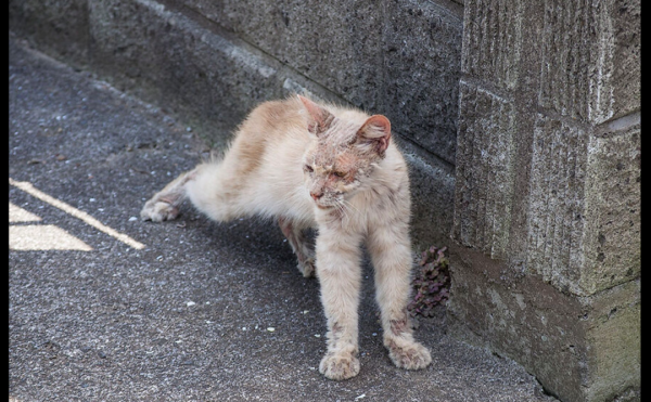 病重流浪貓倒在門口，可能貓財兩空的情況下，男子依然選擇救治它