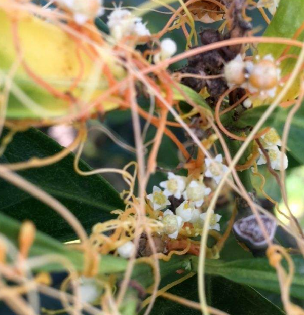 花園裡的“流氓”,都不是善類,沾上土就除不掉 花園裡的“流氓”,都不是善類,沾上土就除不掉