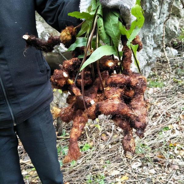 農村一種“爬巖姜”，以往樹上“成災長”，如今知其珍貴卻少見了