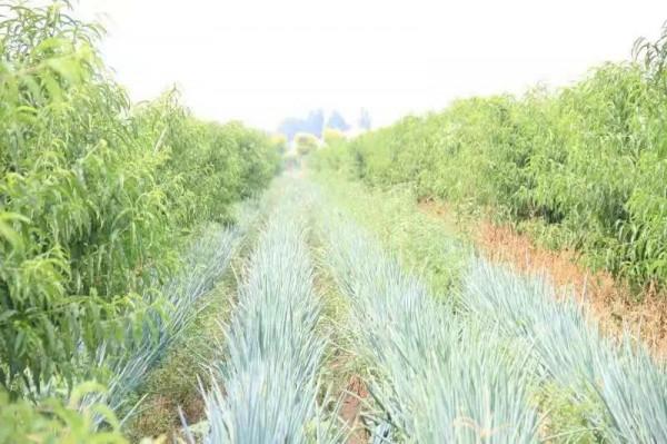 鄉村振興，依然在路上