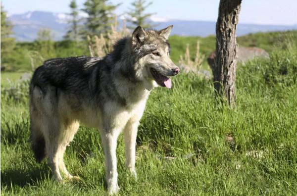 世界上最兇猛的十種狗