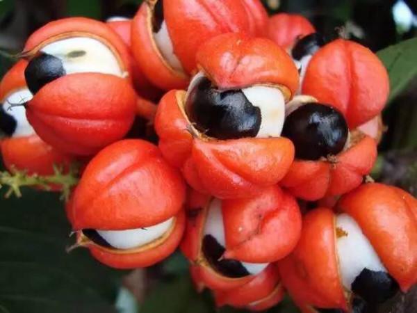 這些不常見的水果,你吃過幾種? 這些不常見的水果,你吃過幾種?