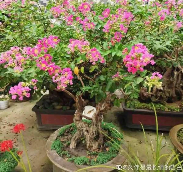 八種花,養成老樁最“旺家”,開花倍有精神氣兒 八種花,養成老樁最“旺家”,開花倍有精神氣兒