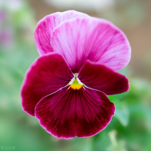 50種冬季裡開放的花卉，這些花最合適在冬季裡養