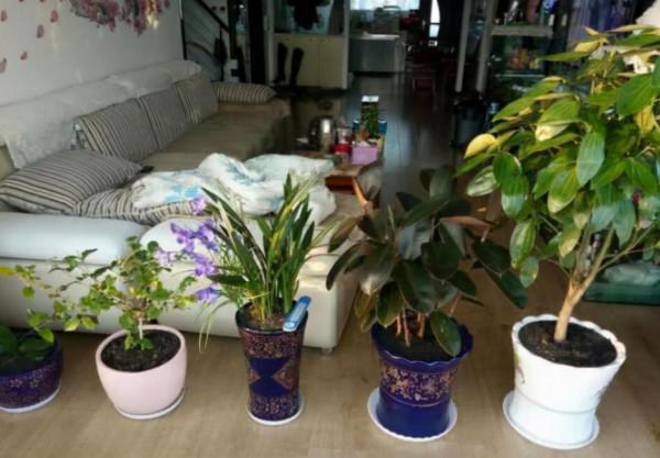 養花新手澆水,6種屬於“奪命水”,別再給花澆了 養花新手澆水,6種屬於“奪命水”,別再給花澆了