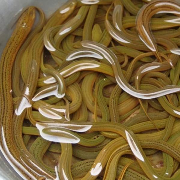 提醒:有5種魚儘量少吃,很多人可能還不清楚,本文告訴答案 提醒:有5種魚儘量少吃,很多人可能還不清楚,本文告訴答案