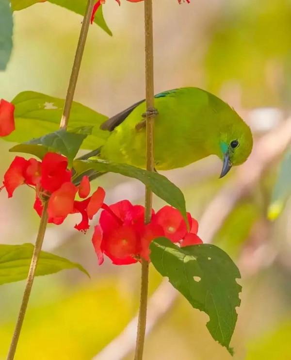 分享圖片&mdash;&mdash;美麗彩色小鳥集錦