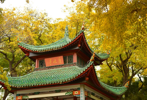 菊花、銀杏、垂柳、楓葉、黃櫨……快收藏市屬公園賞秋指南(附古詩) 菊花、銀杏、垂柳、楓葉、黃櫨……快收藏市屬公園賞秋指南(附古詩)