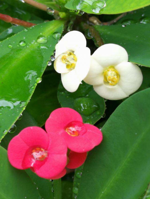 5步養護虎刺梅，打造強烈反差美，花量多到生滿枝