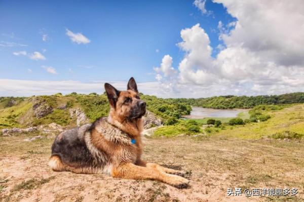 養狗多日,用狗一時!英國一德牧實力護主,嚇跑歹徒 養狗多日,用狗一時!英國一德牧實力護主,嚇跑歹徒
