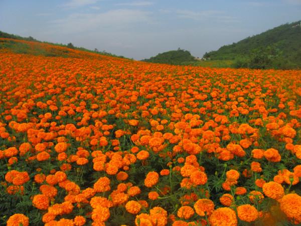 5種“壽星花”，最適合老人養，好看，好養，有益於身體健康