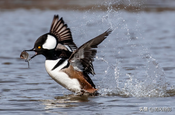 來自美洲的秋沙鴨，漂亮的羽冠