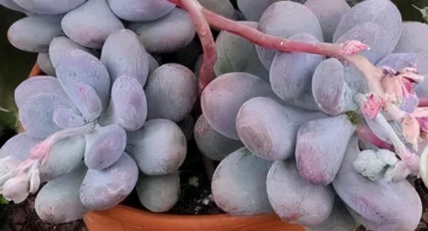 盤點盤點多肉界的“美人”們，個個顏值爆表，你養過哪幾種？