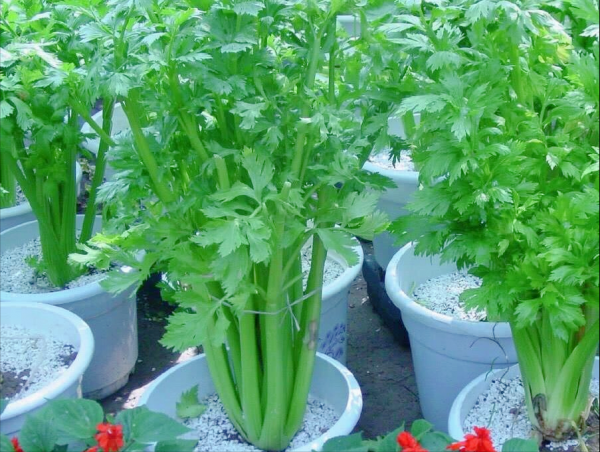 吃完9種蔬菜別扔根,15天變盆景,吃不完就留著欣賞 吃完9種蔬菜別扔根,15天變盆景,吃不完就留著欣賞