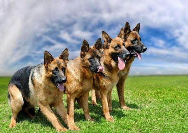 養狗新規：這些狗不能養，小心警察找你