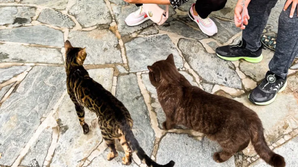 盤點 | 小貓咪那些奇奇怪怪的“酸角”關係