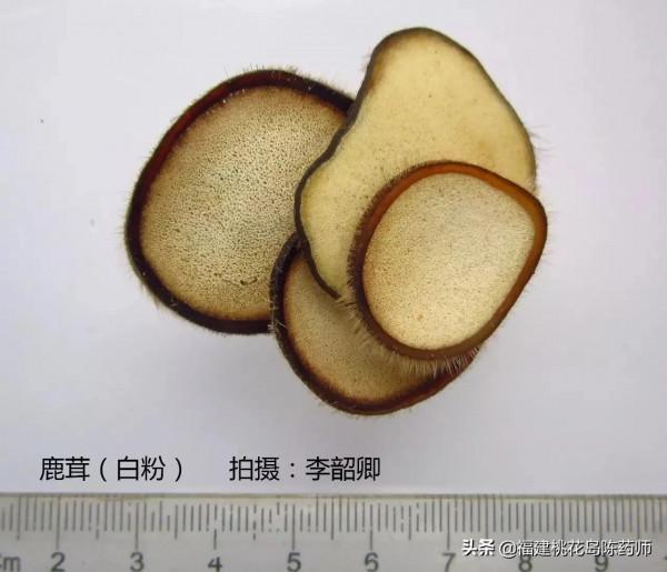 分享李紹卿老師拍攝的三十四種動物藥