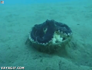 70個神奇照片,狗熊大戰狼,美國槍斃處決室,施瓦辛格的非洲兄弟 70個神奇照片,狗熊大戰狼,美國槍斃處決室,施瓦辛格的非洲兄弟