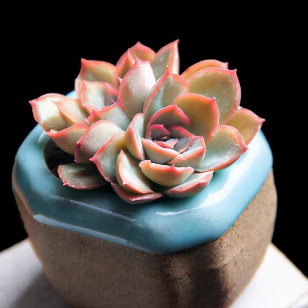 100種常見多肉圖鑑，比花還美，你認識幾種？