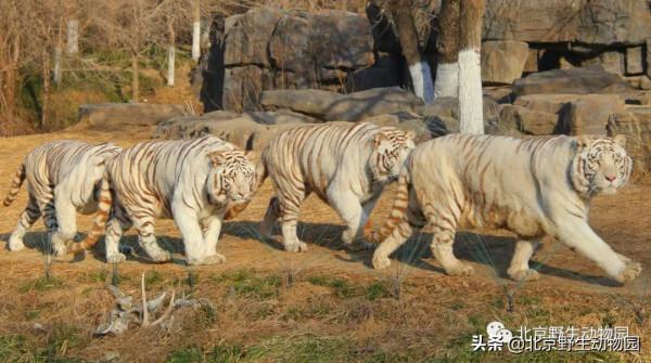 大爆料丨與萌虎來一場新年的約會 大爆料丨與萌虎來一場新年的約會