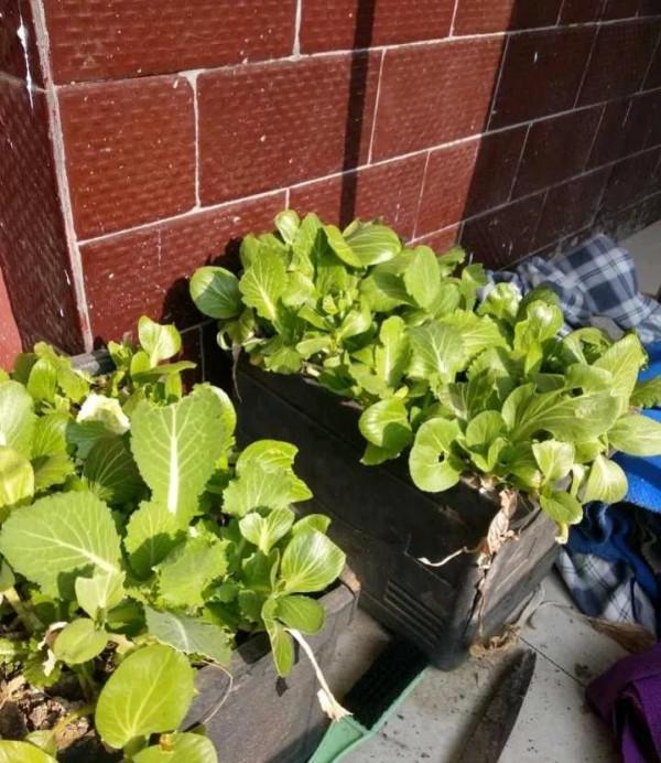 陽臺種這5種蔬菜，好養好吃易爆盆，一個冬天摘不完