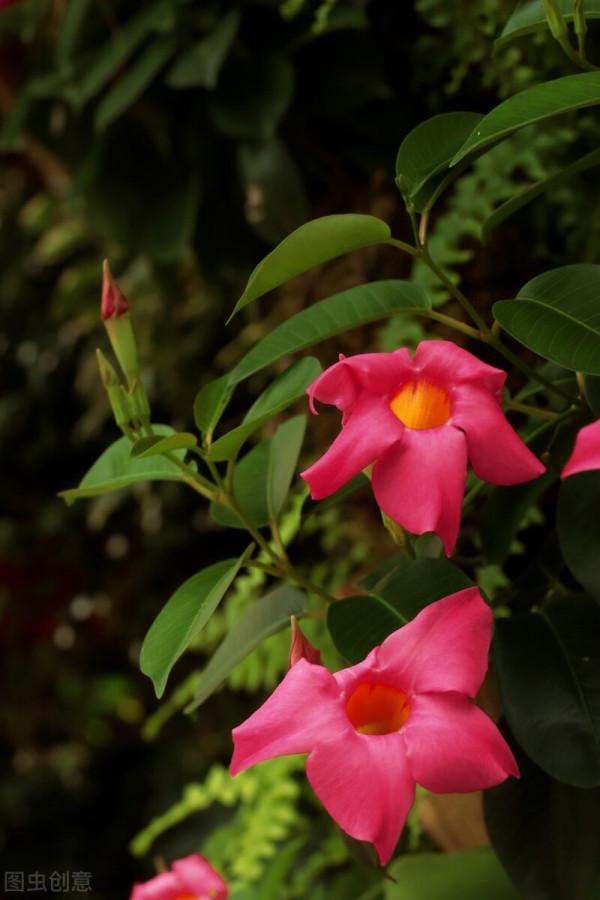 飄香藤壽命有幾年 飄香藤怎麼養護