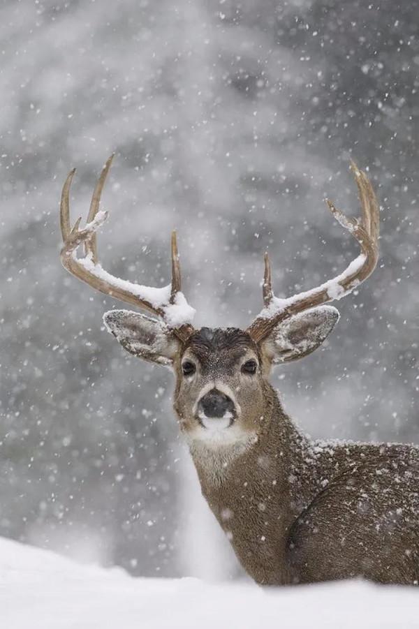 《動物世界》的掙扎•螳螂 壁虎 麋鹿 馬 獅虎豹 豺狼 鷹