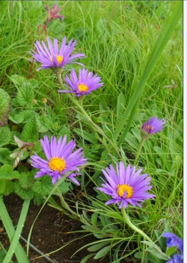 讀餘秀華的小詩《剛好》 讀餘秀華的小詩《剛好》