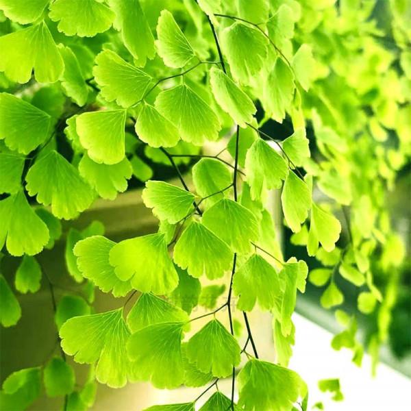 38種超級耐陰的花,沒光也能養爆盆,養在陽臺客廳超有範兒 38種超級耐陰的花,沒光也能養爆盆,養在陽臺客廳超有範兒